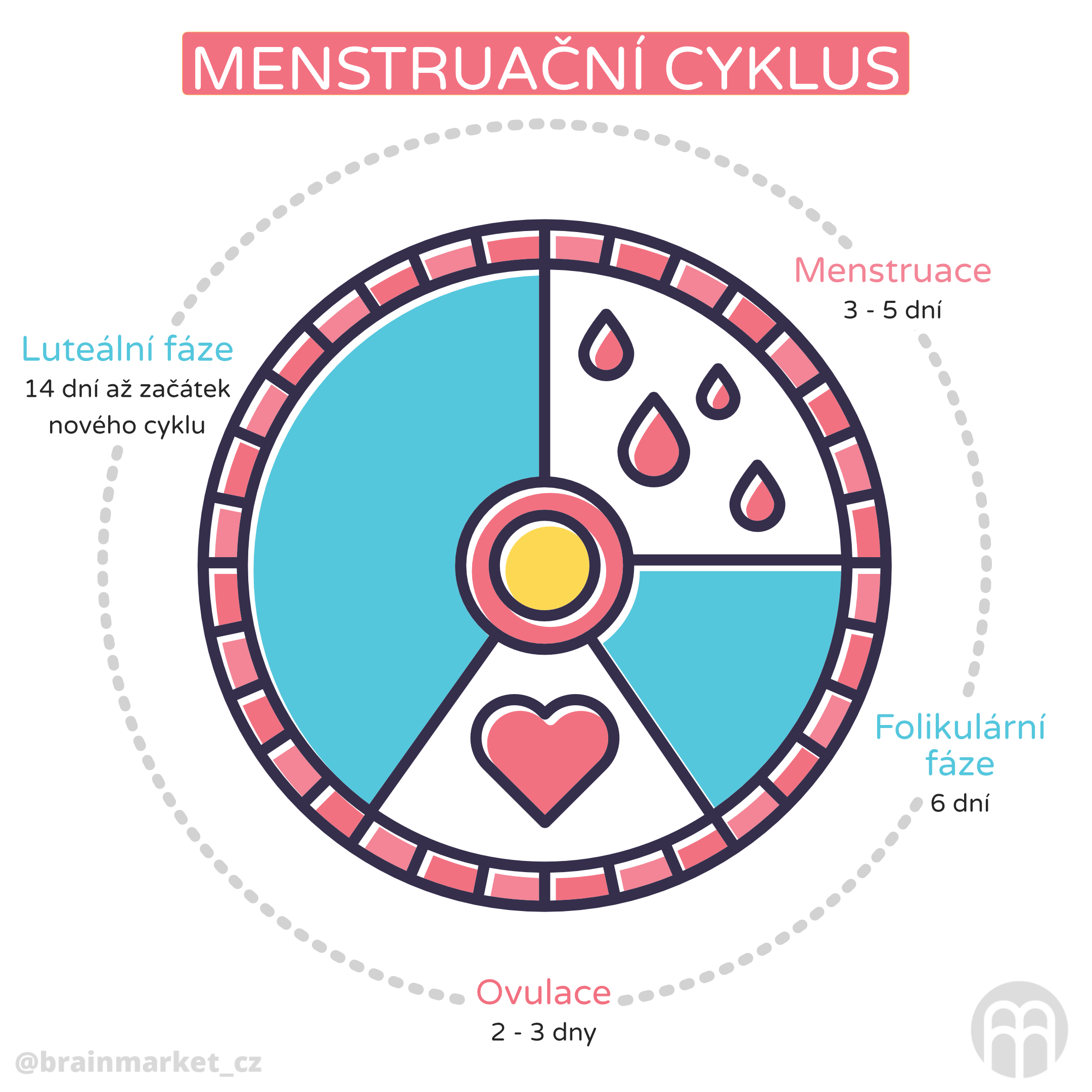 menstruacni cyklus _infografika_cz